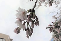 第161回　B&M151A「今年も桜がきれいに咲きました」