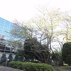 「東京品川病院（旧東芝病院」
